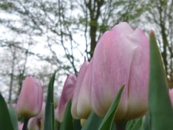 Keukenhof (33)